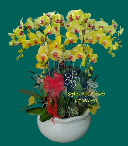 Chậu lan hồ điệp vàng - HDV 019