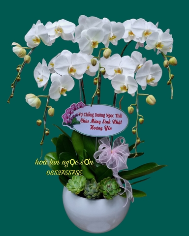 Chậu lan hồ điệp trắng-  HDT 019