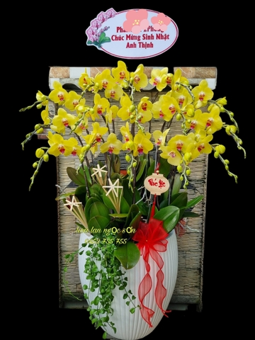 Chậu lan hồ điệp vàng - HDV 002
