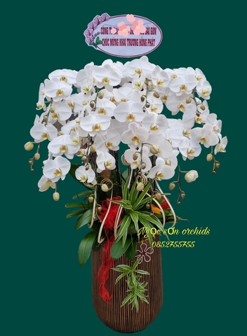 Chậu lan hồ điệp trắng - HDT 002