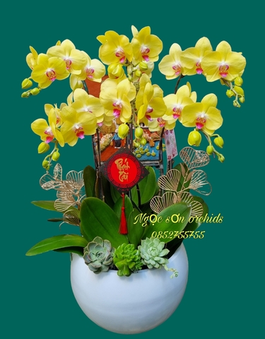=Chậu lan hồ điệp vàng - HDV 020