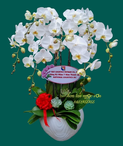 Chậu lan hồ điệp trắng-  HDT 020