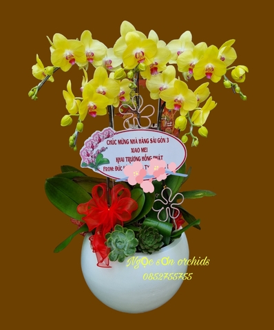 Chậu lan hồ điệp vàng - HDV 021