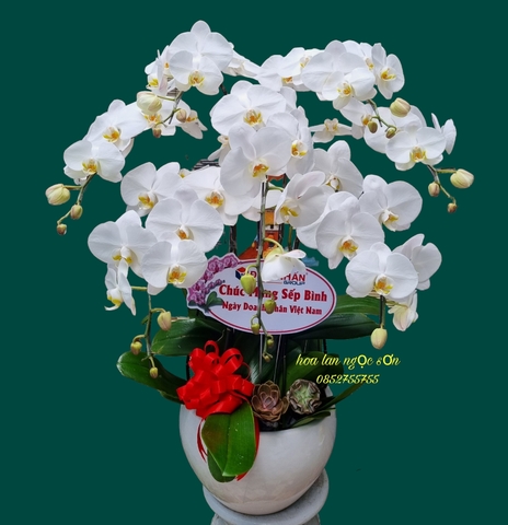Chậu lan hồ điệp trắng-  HDT 021