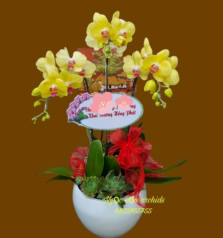 Chậu lan hồ điệp vàng - HDV 022