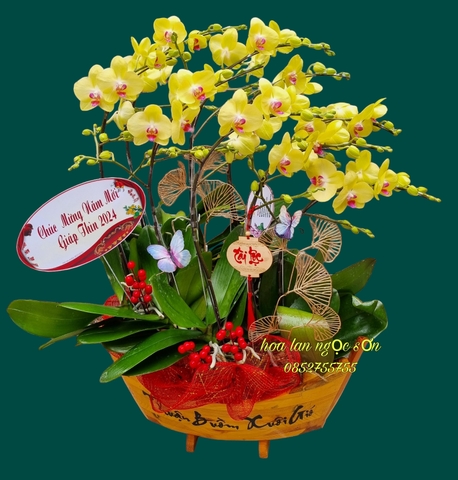 Chậu lan hồ điệp vàng - HDV 003