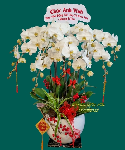 Chậu lan hồ điệp trắng - HDT 003