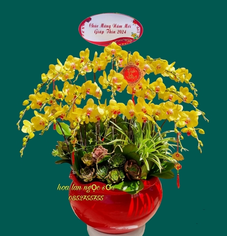 Chậu lan hồ điệp vàng - HDV 004