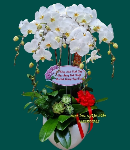 Chậu lan hồ điệp trắng - HDT 004
