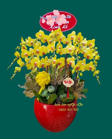 Chậu lan hồ điệp vàng - HDV 005
