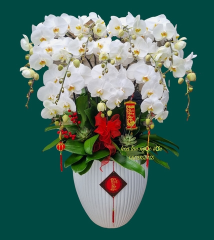 Chậu lan hồ điệp trắng - HDT 005