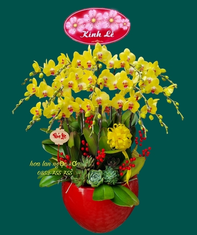 Chậu lan hồ điệp vàng - HDV 006