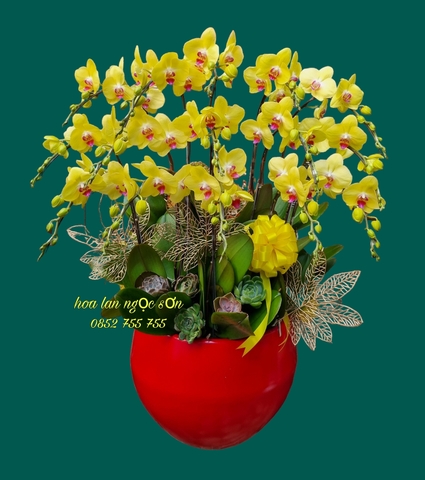 Chậu lan hồ điệp vàng - HDV 007