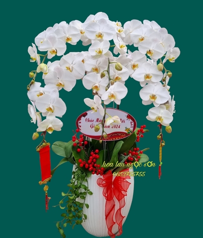 Chậu lan hồ điệp trắng - HDT 007