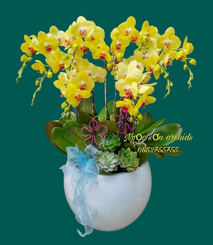 Chậu lan hồ điệp vàng - HDV 008