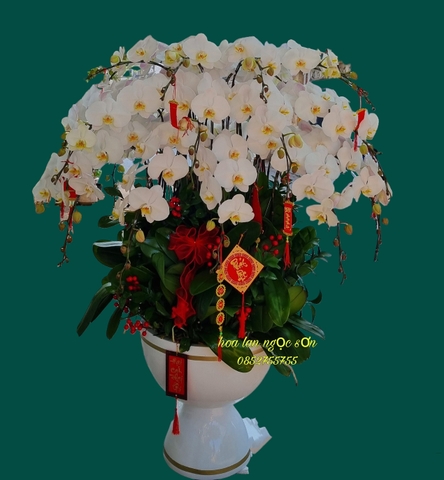 Chậu lan hồ điệp trắng - HDT 008