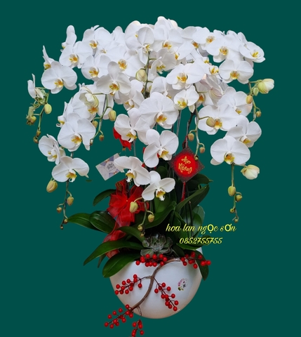 Chậu lan hồ điệp trắng - HDT 009