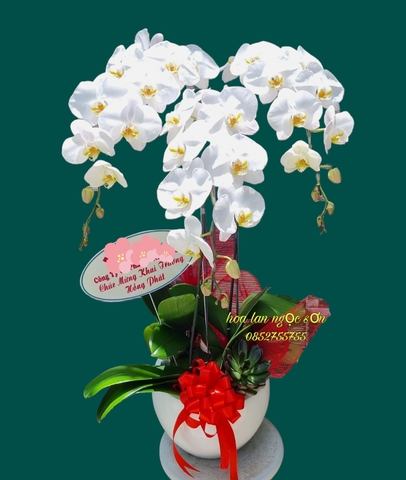 Chậu lan hồ điệp trắng-  HDT 023