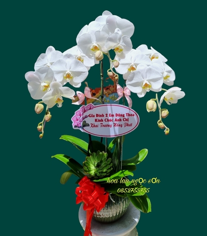 Chậu lan hồ điệp trắng-  HDT 024
