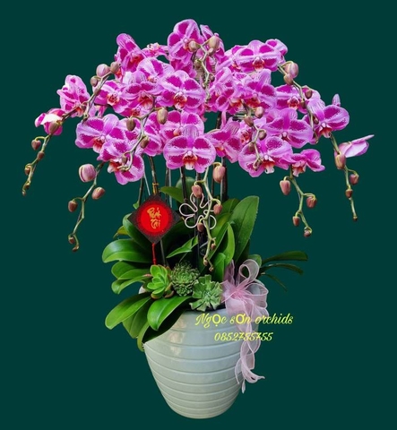 Chậu lan hồ điệp đột biến - HLD 001