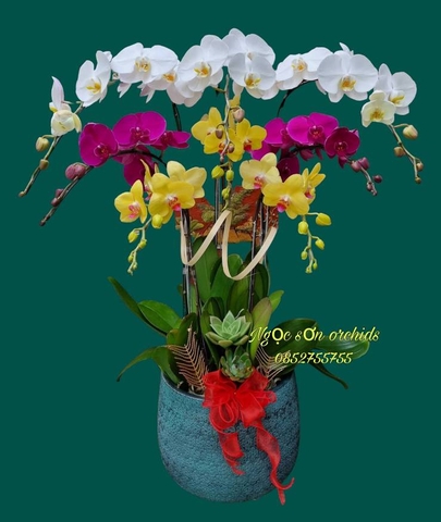 Chậu lan hồ điệp đa sắc - HDS 018