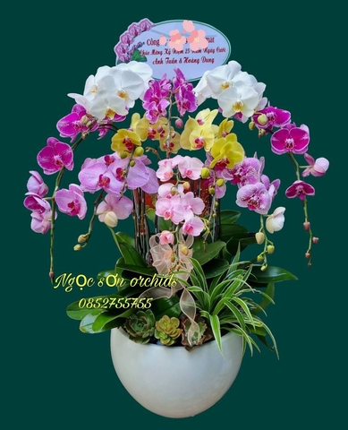 Chậu lan hồ điệp đa sắc - HDS 020