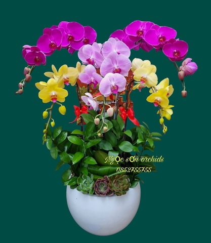 Chậu lan hồ điệp đa sắc - HDS 019