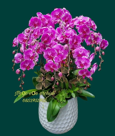 Chậu lan hồ điệp đột biến - HLD 002