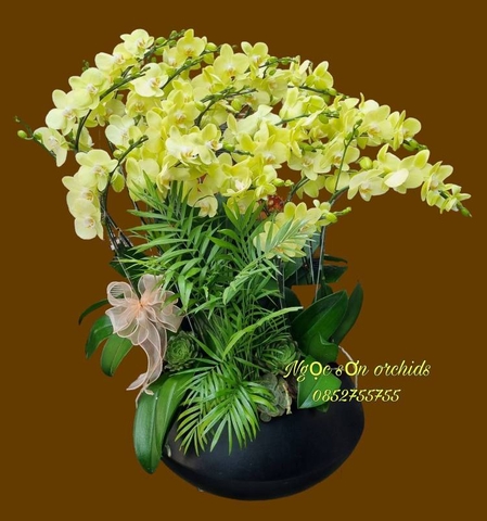 Chậu lan hồ điệp mini - HDM 015