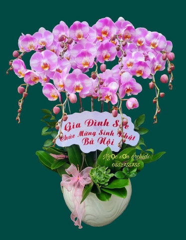 Chậu lan hồ điệp hồng - HDH 014