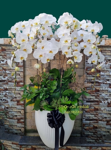 Chậu lan hồ điệp chia buồn - HTL 005