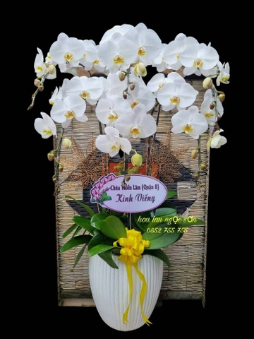 Chậu lan hồ điệp chia buồn - HTL 004