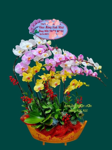 Chậu lan hồ điệp thuyền gỗ - LT 019