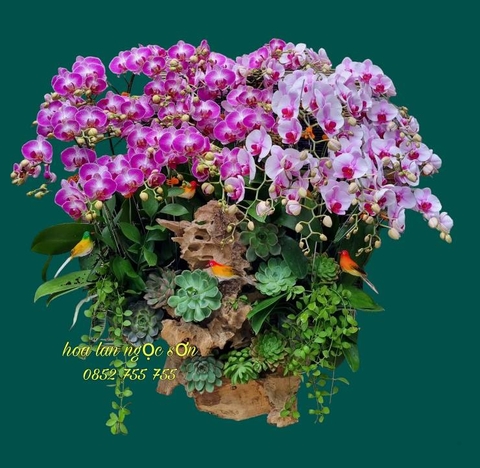 Lan hồ điệp lũa - HDL 003