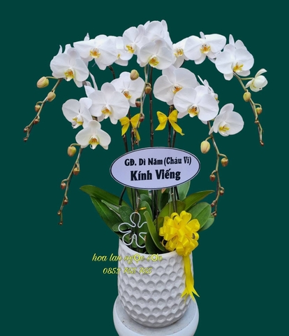 Chậu lan hồ điệp chia buồn - HTL 003