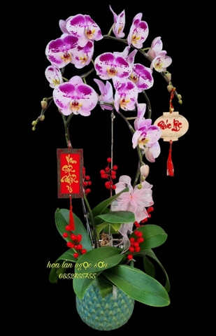 Chậu lan hồ điệp đột biến - HLD 003