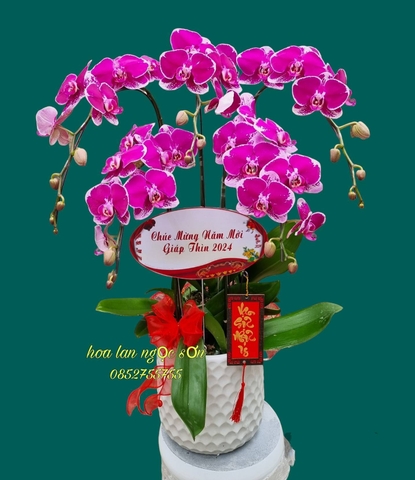 Chậu hoa lan hồ điệp đột biến - HLD 004