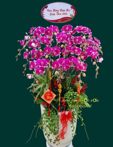 Chậu hoa lan hồ điệp đột biến - HLD 005