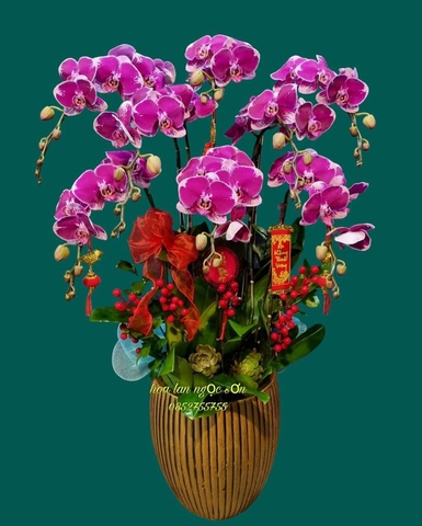 Chậu lan hồ điệp đột biến - HLD 010