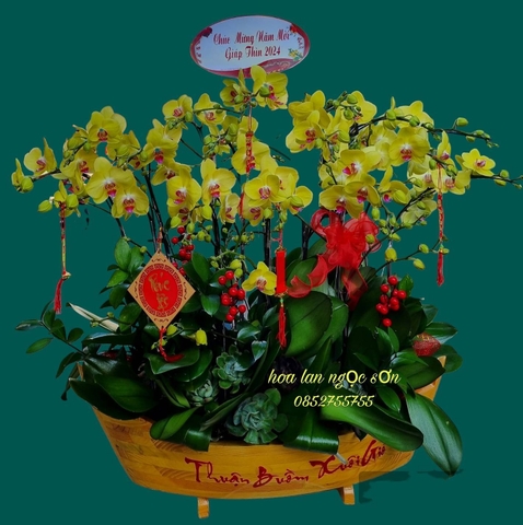 Chậu lan hồ điệp thuyền gỗ - LT 018