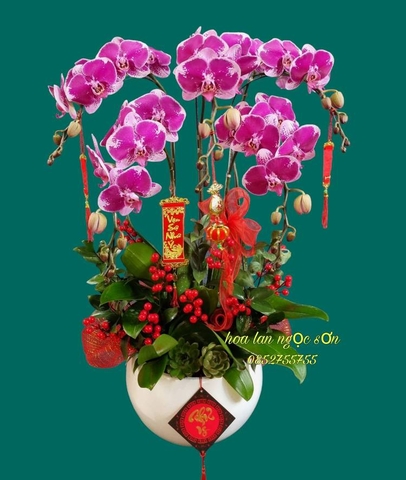 Chậu lan hồ điệp đột biến - HLD 009