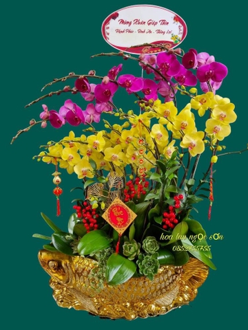 Chậu lan hồ điệp thuyền cá chép - LT 017