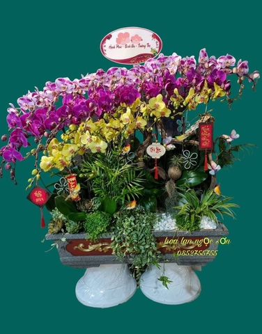 Lan hồ điệp bonsai - HDB 002