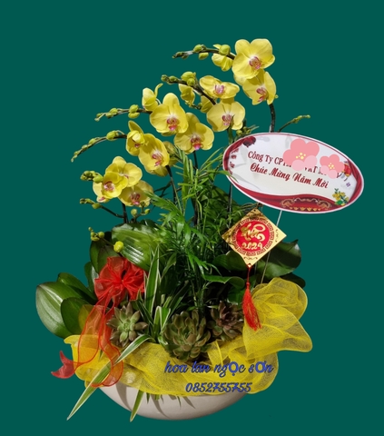 Chậu lan hồ điệp thuyền gỗ - LT 016