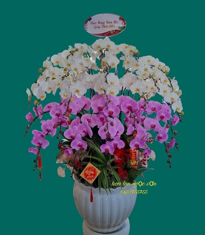 Chậu lan hồ điệp đa sắc - HDS 016