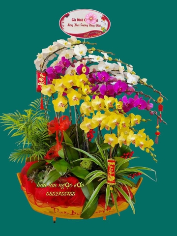 Chậu lan hồ điệp đa sắc - HDS 021