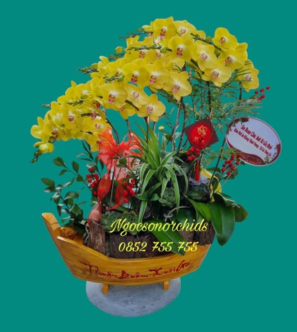Chậu lan hồ điệp thuyền gỗ - LT 013
