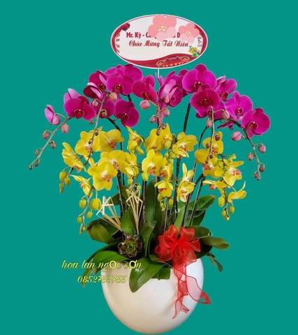 Chậu lan hồ điệp đa sắc - HDS 009