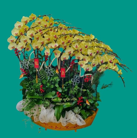 Chậu lan hồ điệp thuyền gỗ - LT 012