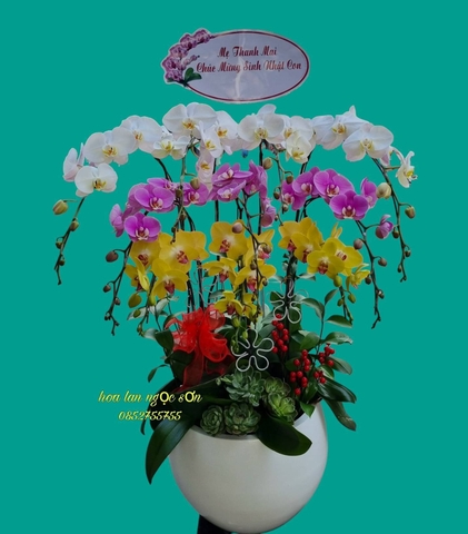 Chậu lan hồ điệp đa sắc - HDS 015